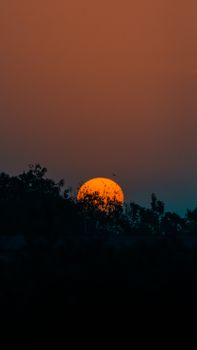 A tranquil sunset with silhouetted trees and a vibrant orange sky, perfect for nature themes.