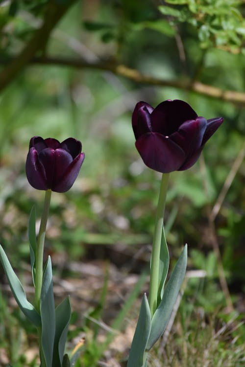 A Close-Up Shot of Purple Tulips in Bloom