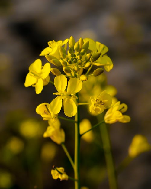 Fotos de stock gratuitas de canola, de cerca, delicado