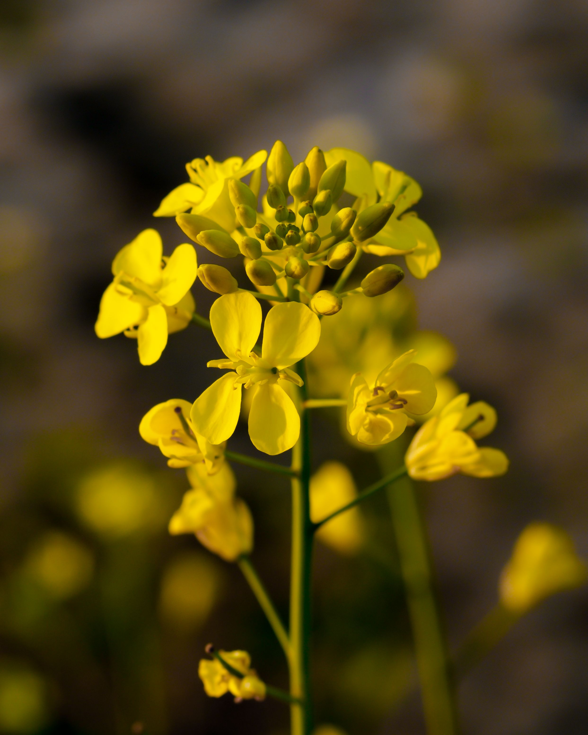 Close-Up Shot of a Daffodil · Free Stock Photo