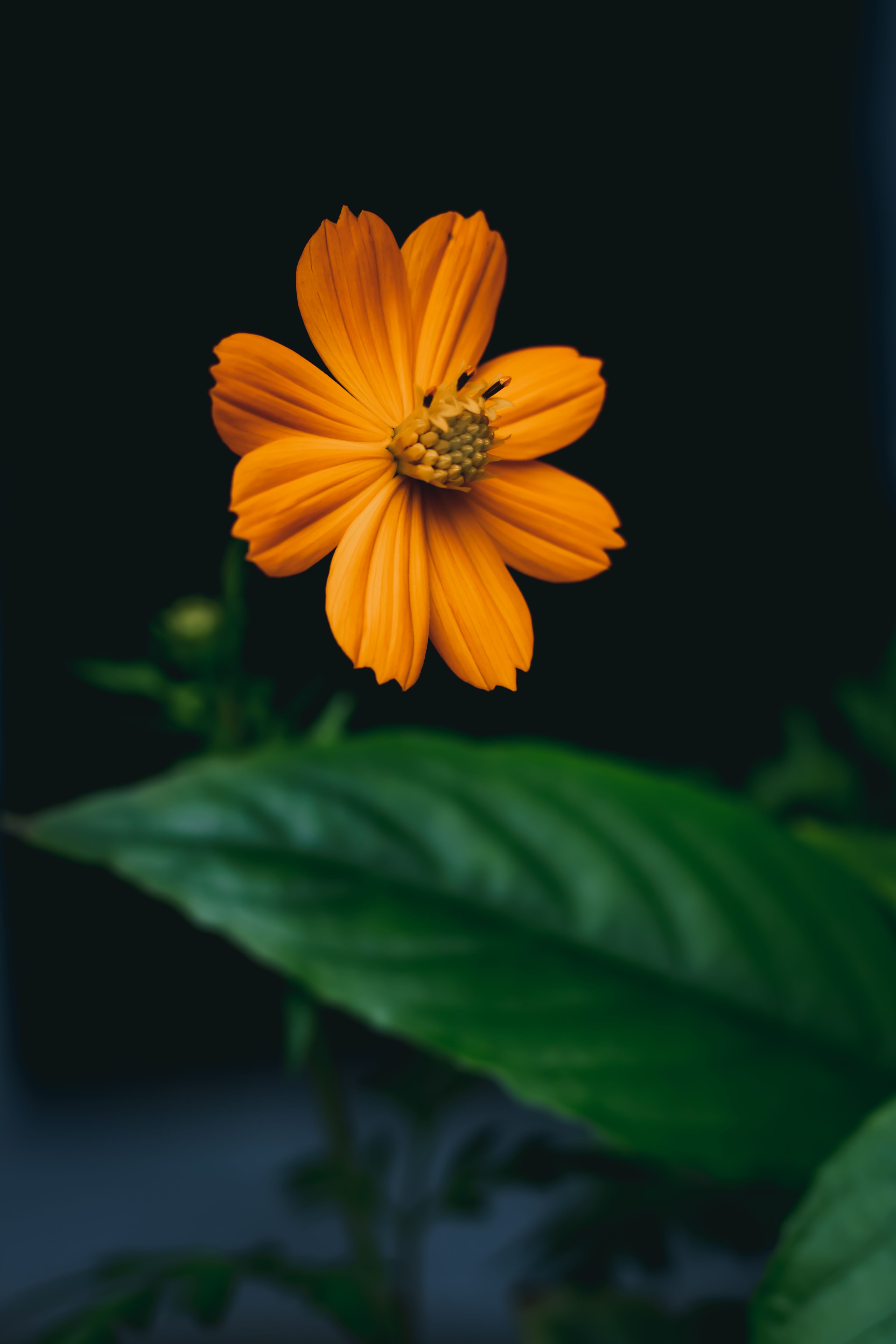 Yellow Flowers in Close Up Shot · Free Stock Photo