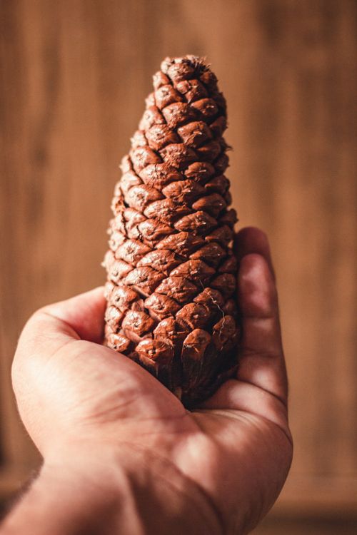 Free A close-up shot of a hand holding a large pine cone, capturing the texture and detail. Stock Photo