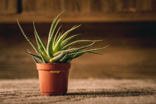 Free A serene close-up of a potted succulent plant indoors, showcasing its unique texture and vibrant green color. Stock Photo