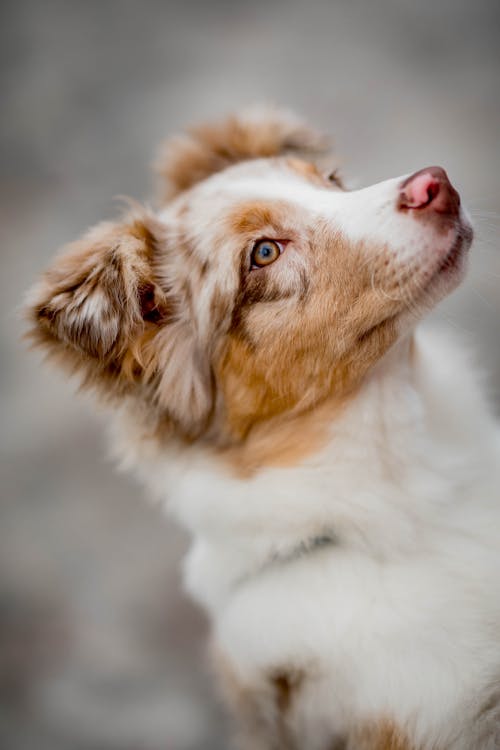 White and Brown Long Coat Dog