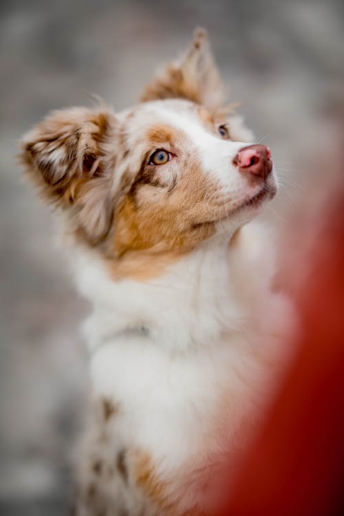 White and Brown Long Coat Dog