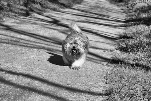 Lhasa apso image image_5