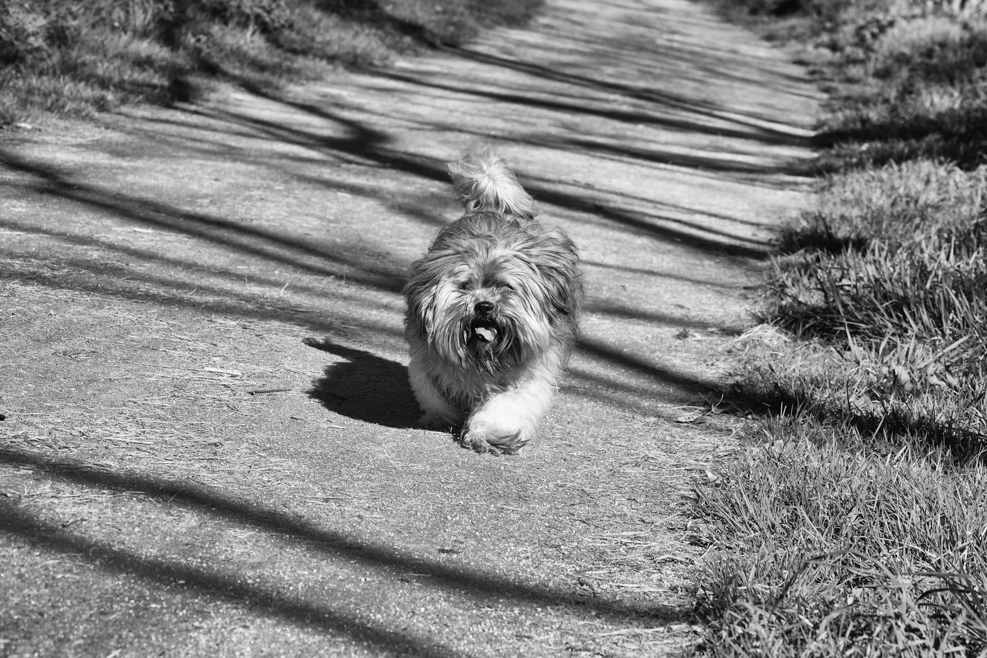 Grayscale Photo of Long Coated Dog