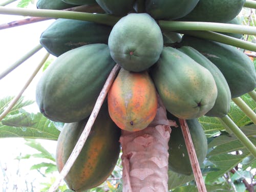 Free stock photo of papaya, south america, tropical fruit Stock Photo