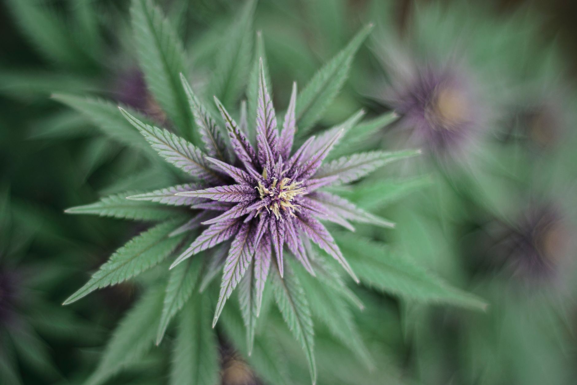 Medical cannabis dispensary DC lupus inflammation relief MrGreen DC budtender helping lupus patient select cannabis products