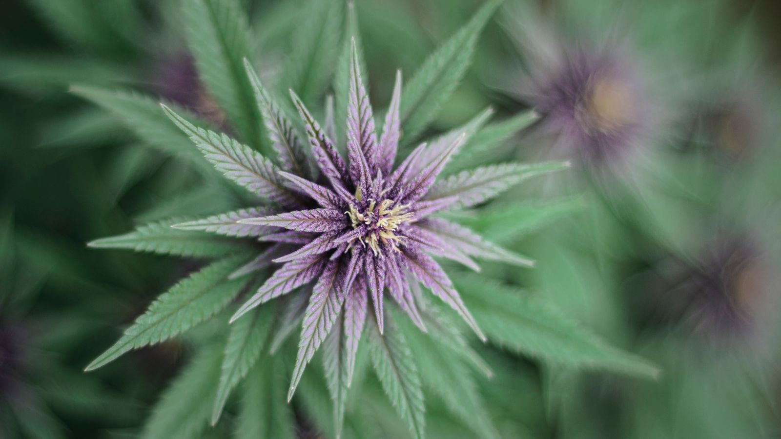 A detailed macro shot of a vibrant purple cannabis plant highlighting its intricate floral structure.