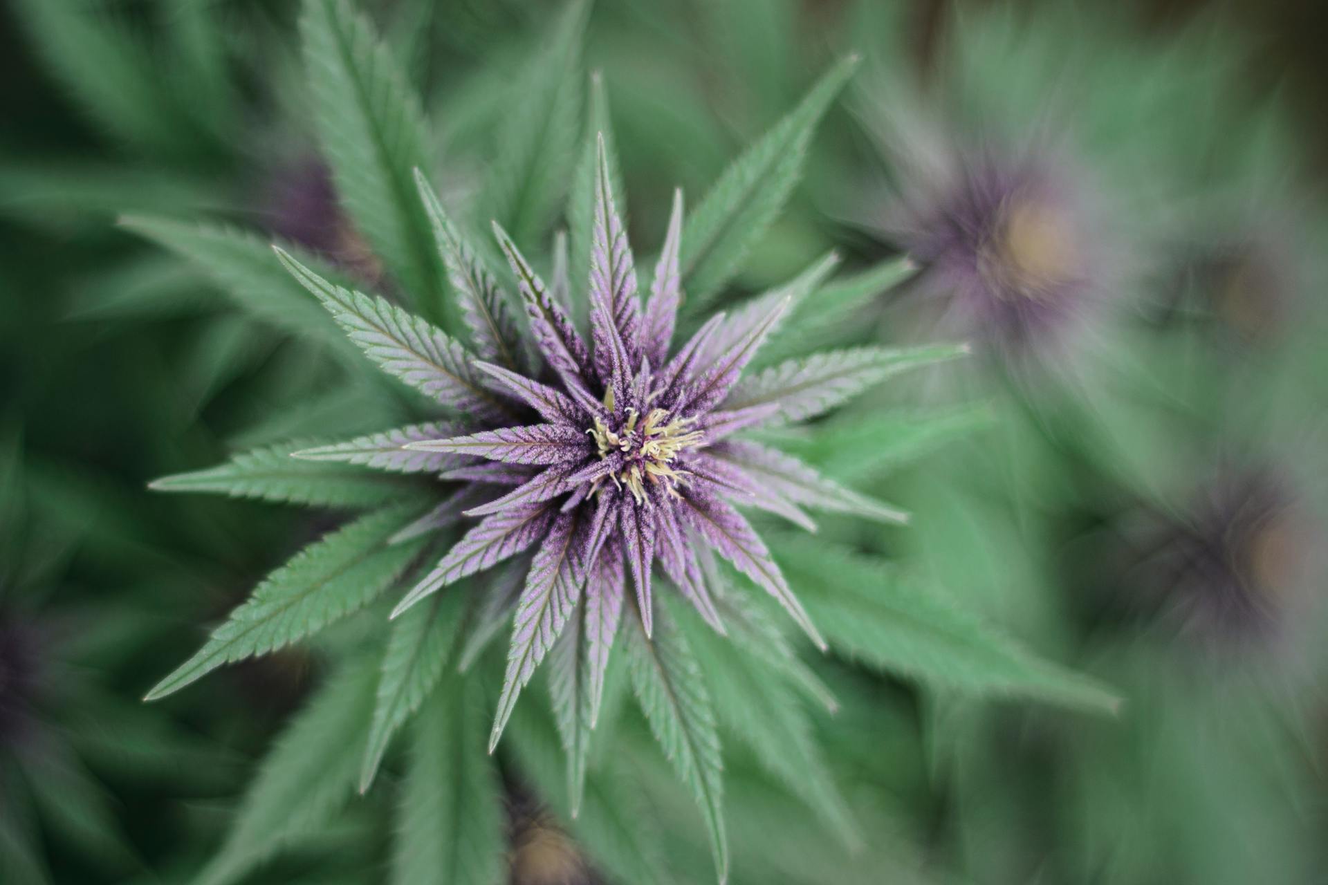 A Macro Shot of a Cannabis Plant