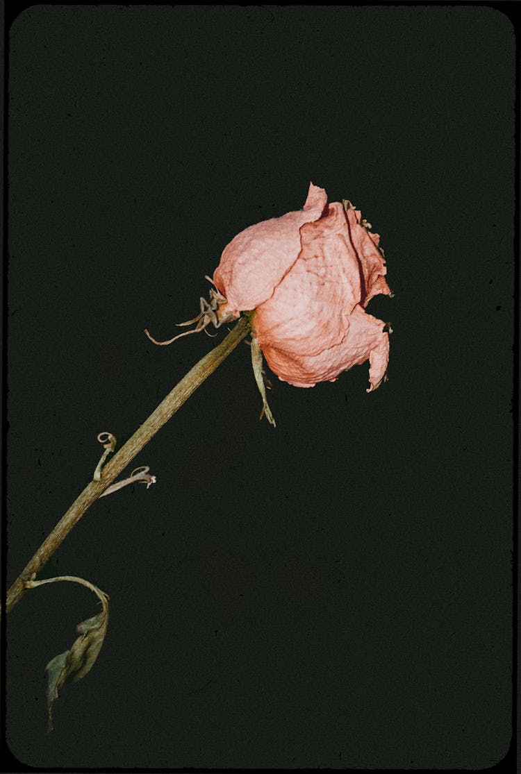 A Close-Up Shot Of A Wilting Rose