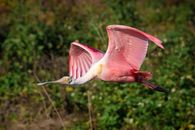 Pink and White Bird Flying