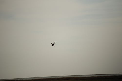Silhouette of a Flying Bird in the Sky
