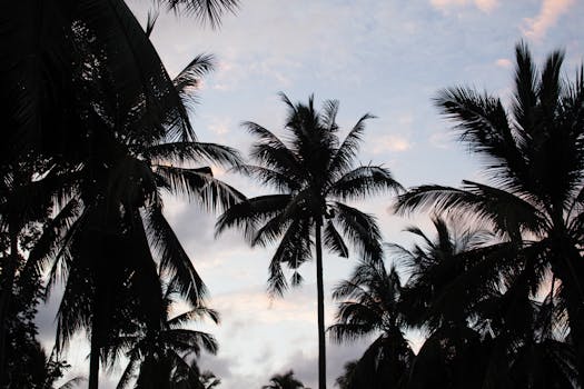 Silhouette of palm trees against a colorful sunset sky, creating a tranquil tropical scenery.