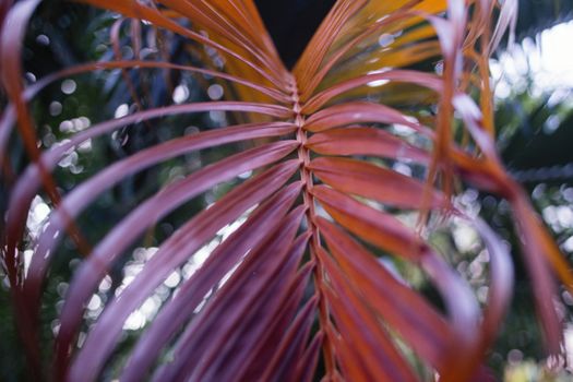Vibrant close-up of a palm leaf with rich purple and orange hues, showcasing nature's intricate patterns.