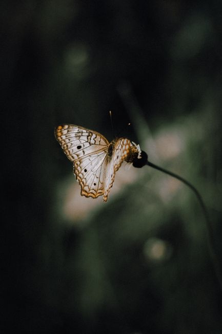 Close-up shot of a white peacock butterfly perched on a flower, highlighting its intricate patterns.