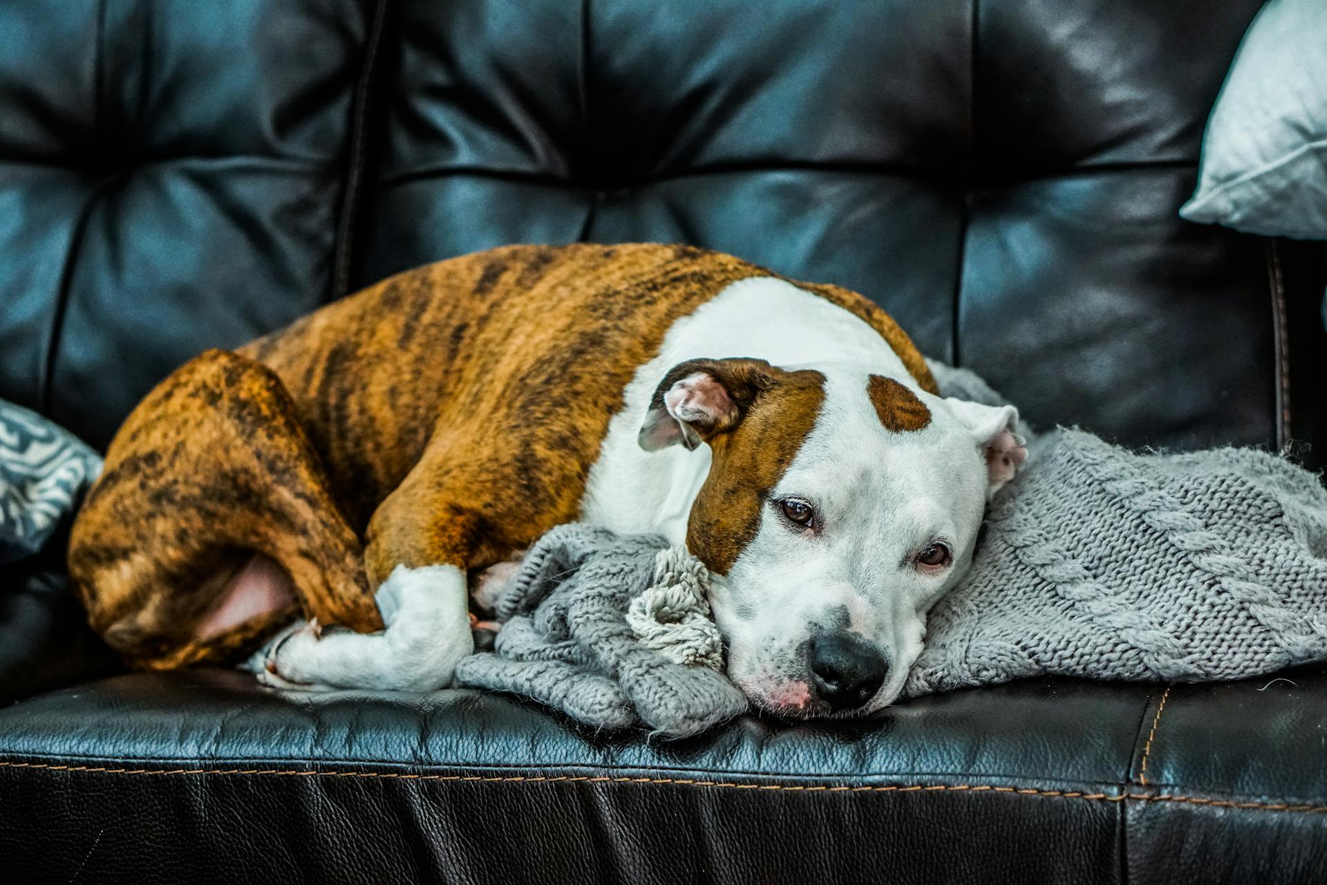 Close-up van een witte en bruine pitbull die op een bank ligt