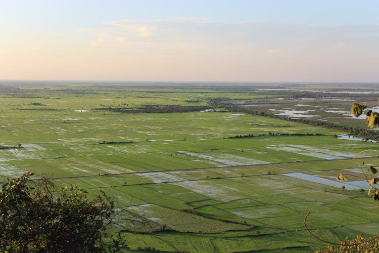 Aerial View Of Paddy Fields