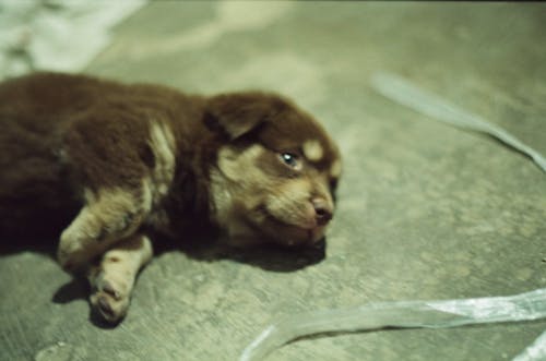 Základová fotografie zdarma na téma pes, roztomilý pes, štěňátko