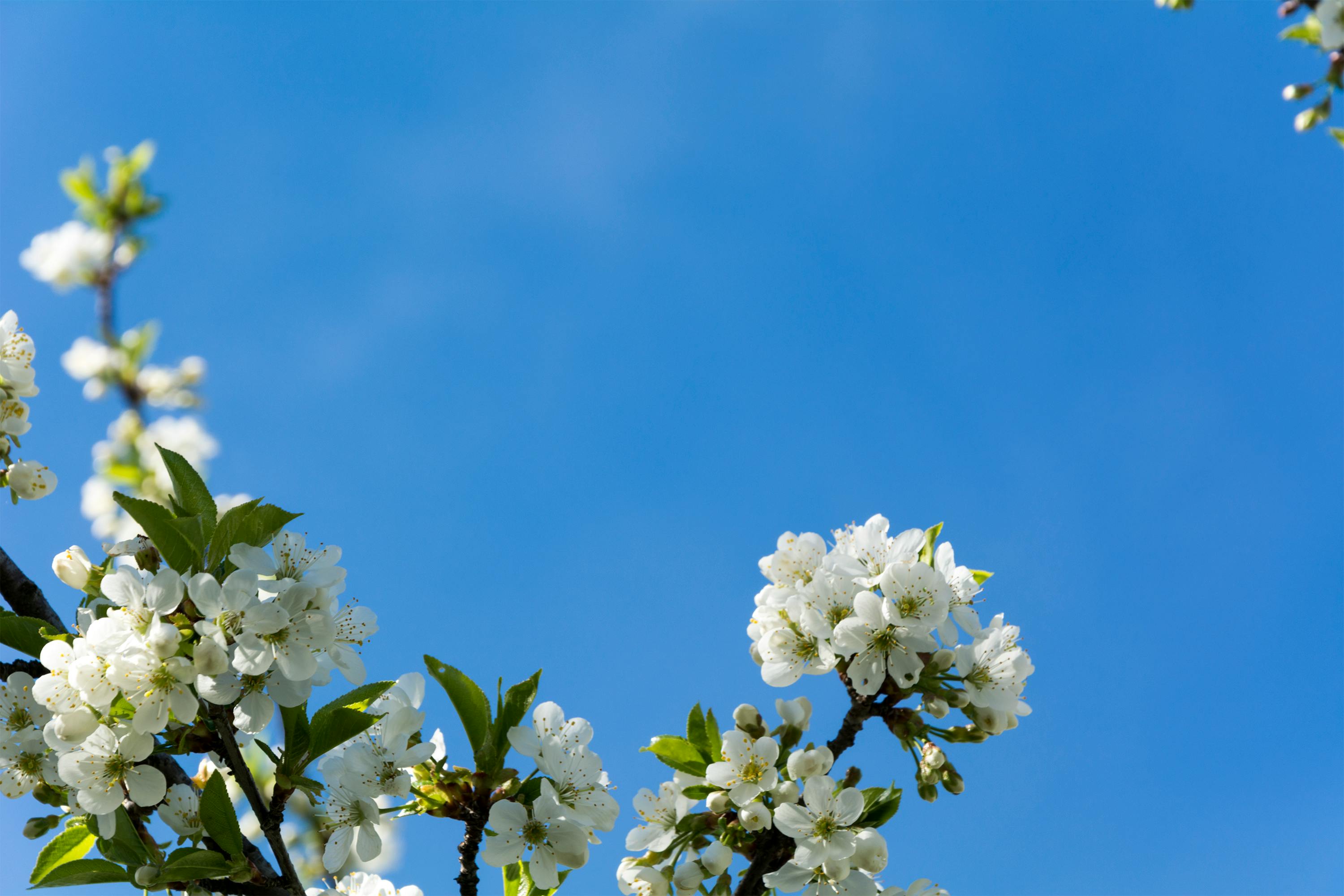 Free stock photo of blossom, blue sky, clear sky