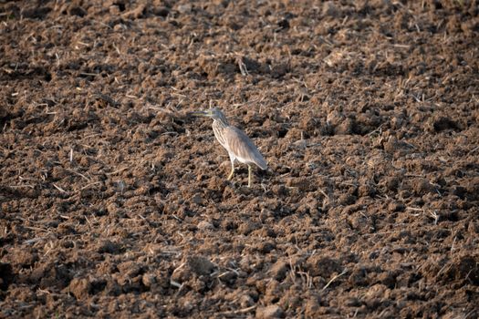 Brown Bird on Brown Soil