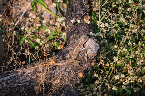 Základová fotografie zdarma na téma fotografování zvířat, orientální zahrada ještěrka, plaz