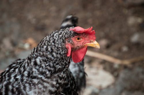 White and Black Chicken in Close Up Shot