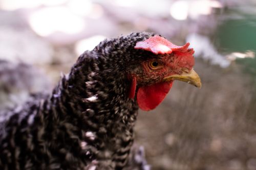 Free A detailed view of a speckled chicken in Mexico City, highlighting its vibrant red comb. Stock Photo