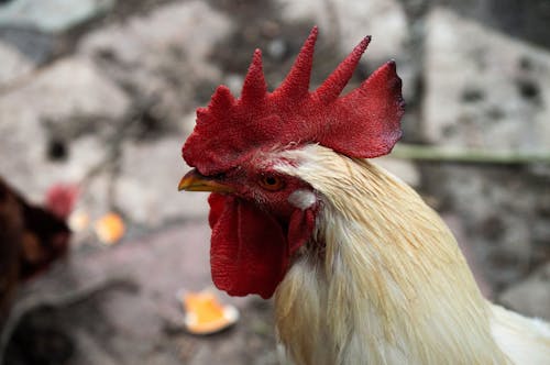 Yellow and Red Rooster in Close Up Shot