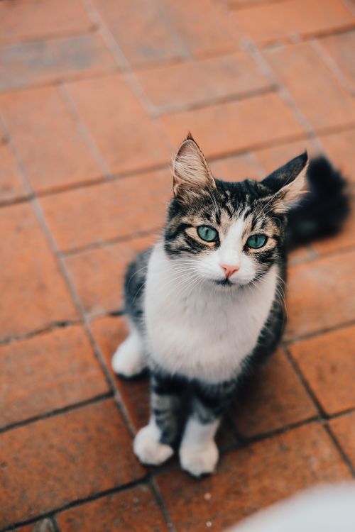Free Cute tabby cat sitting on terracotta tiles in outdoor setting, Istanbul. Stock Photo