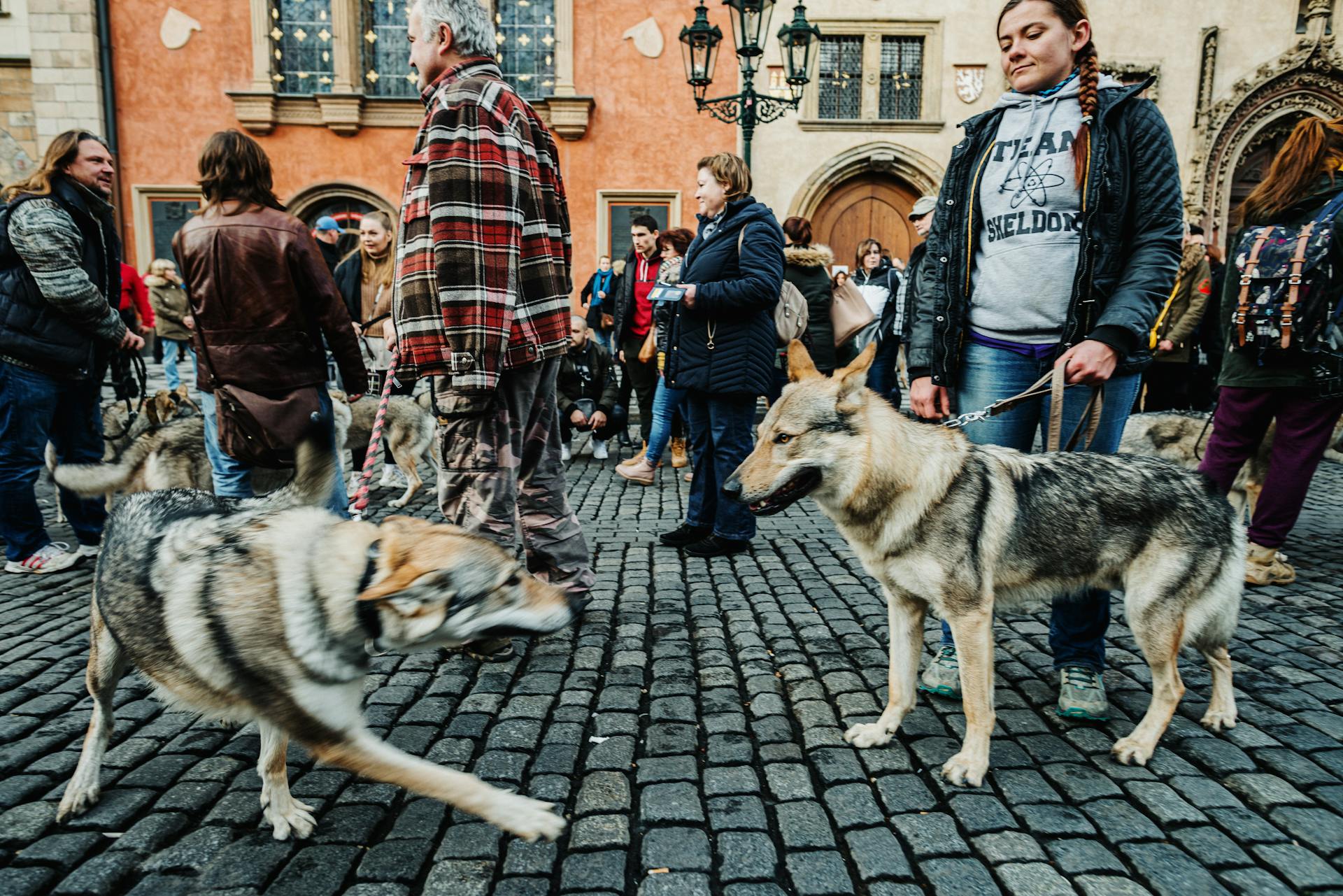 People Walking on the Street With Dogs