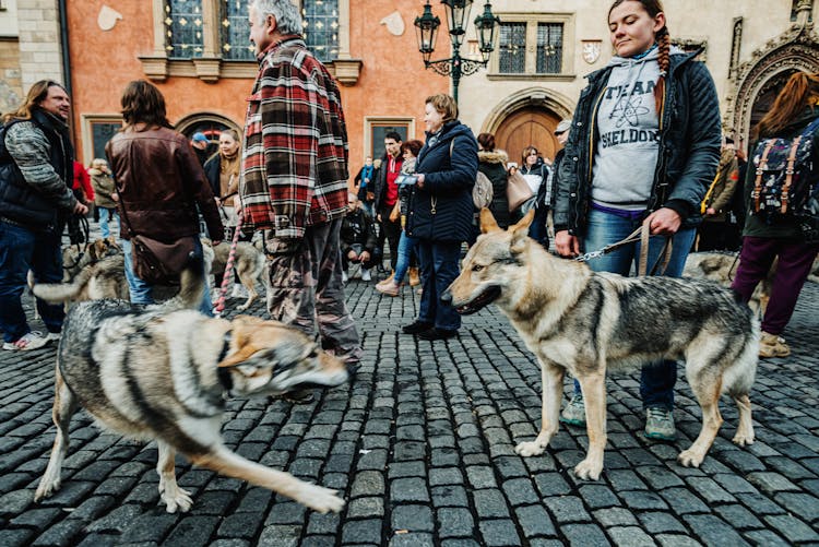 People Walking On The Street With Dogs