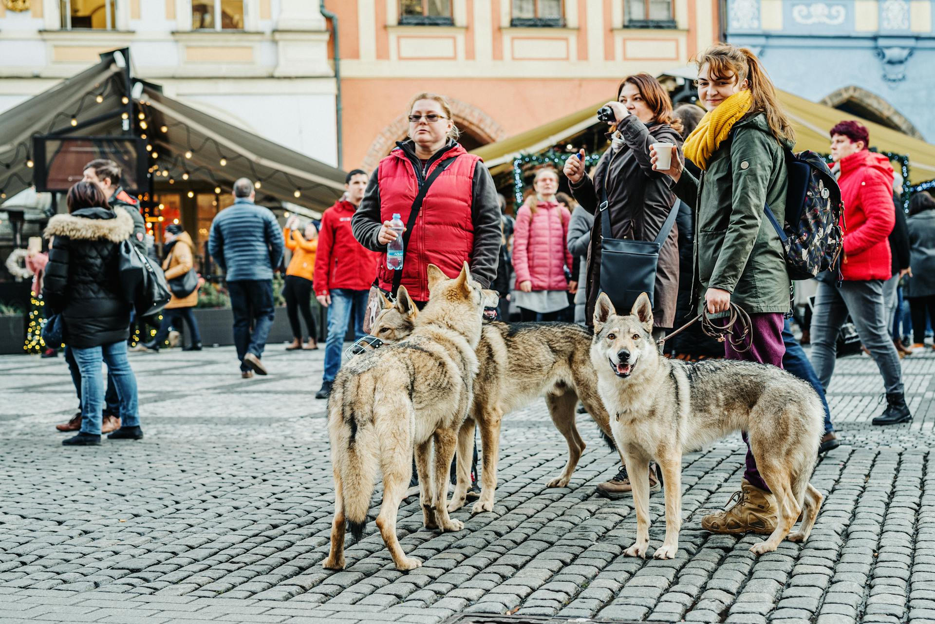 People Walking on the Street With Dogs