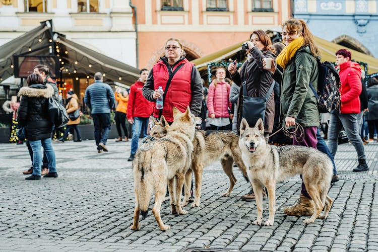 People Walking On The Street With Dogs