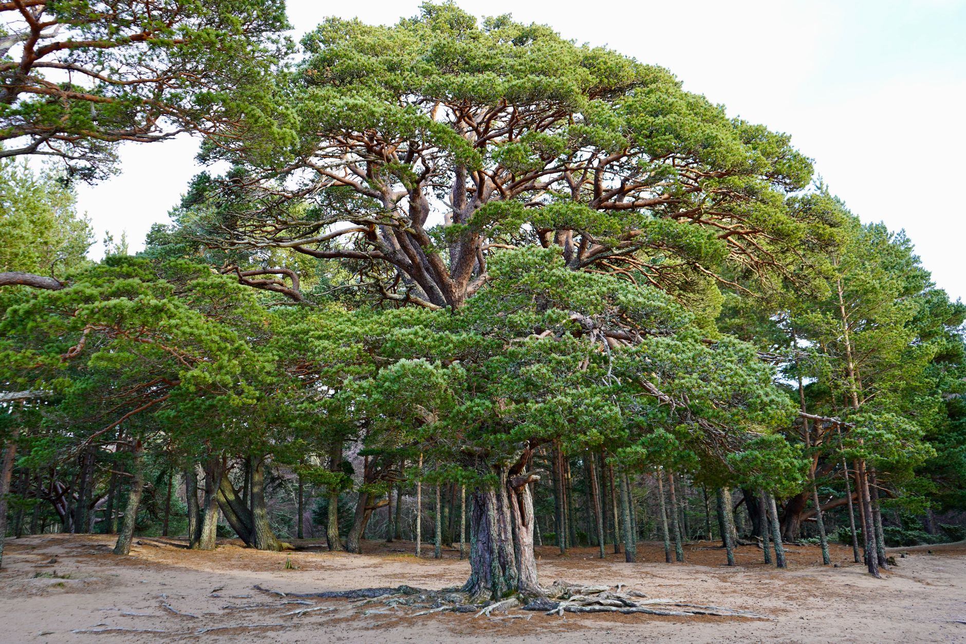 Scots Pine