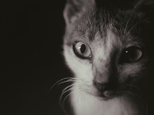 Free White and Black Cat With Black Background Stock Photo