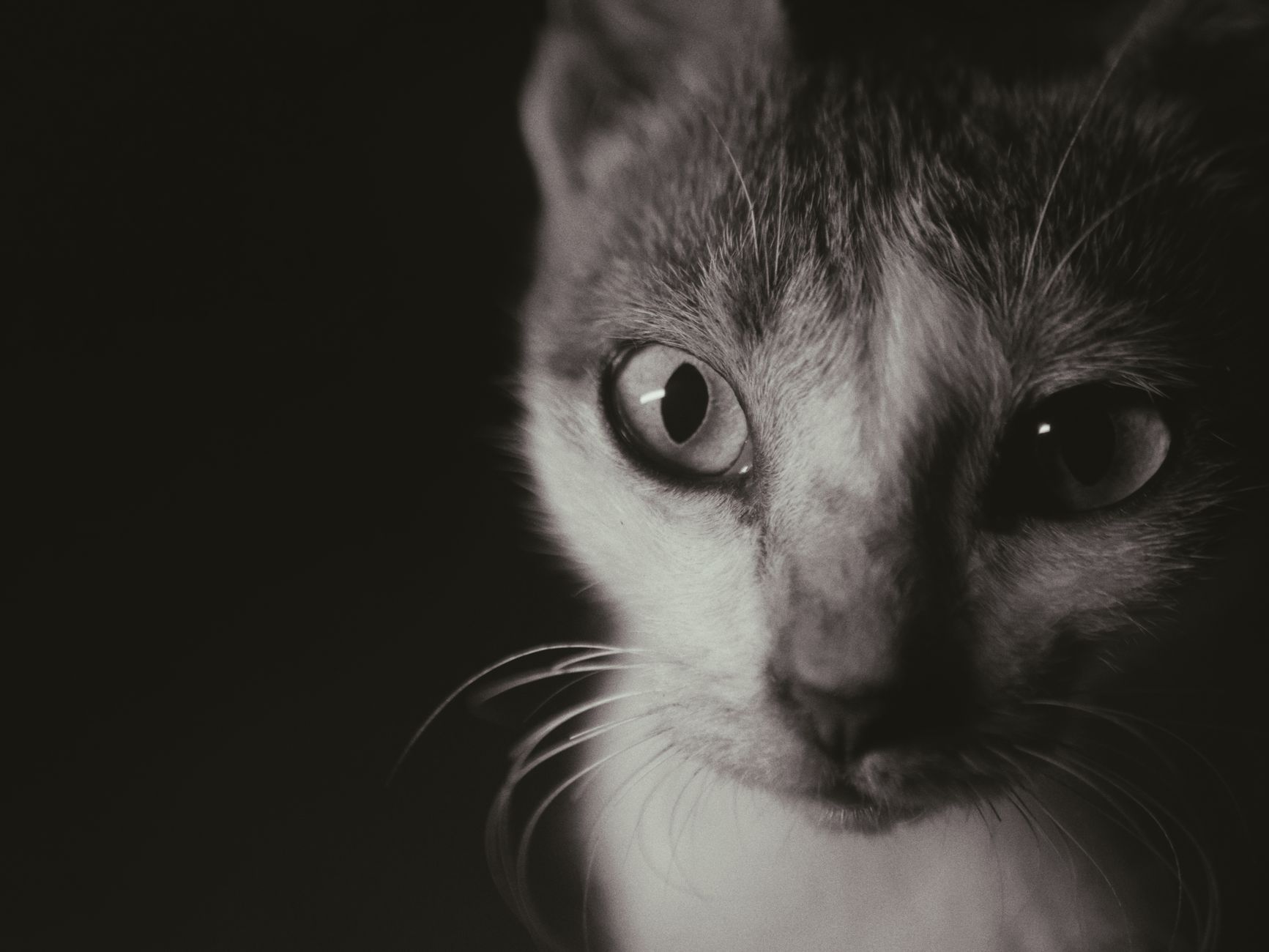 Portrait of a cat at a veterinary clinic