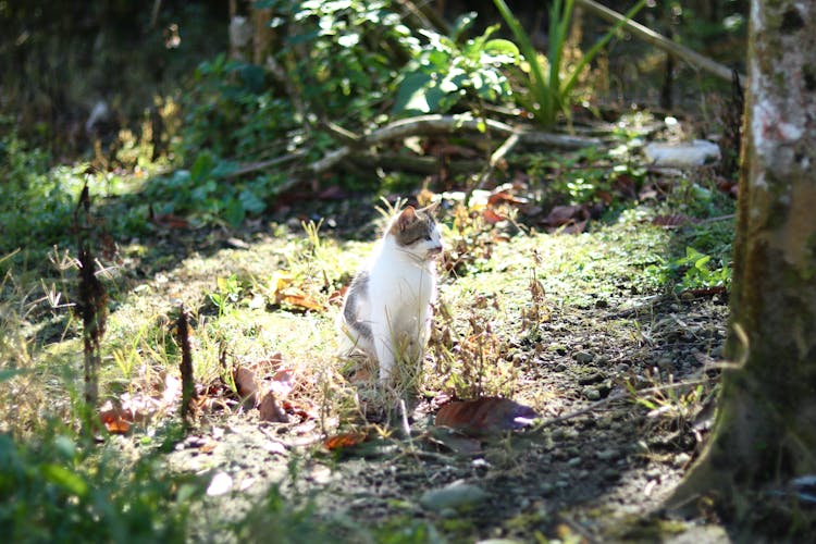 A Cyprus Cat Standing On The Grass