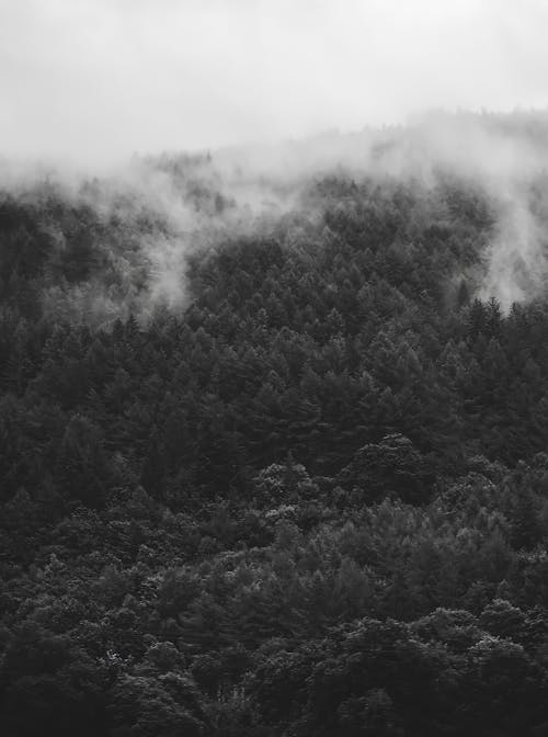 Grayscale Photo of Trees Covered With Fog