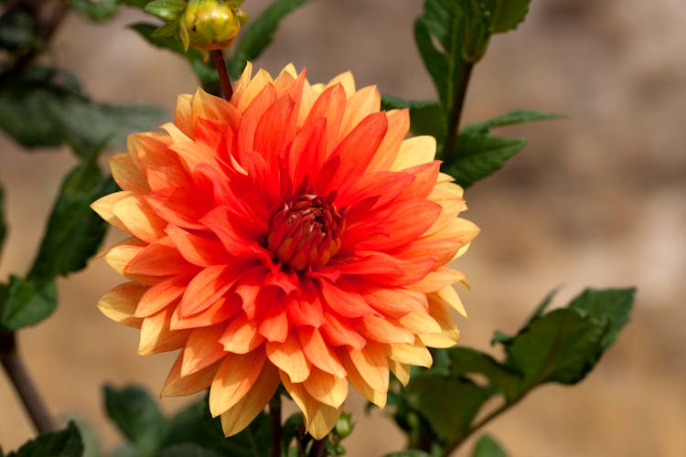 Close-Up Shot Of A Dahlia Pinnata