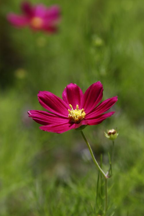 Free Close-up of a vibrant red cosmos flower in full bloom, showcasing detailed petals and a green background. Stock Photo