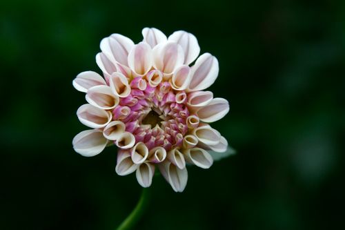 Free A detailed close-up of a blooming pink dahlia flower showcasing intricate petal structure. Stock Photo