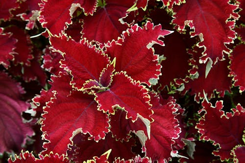 Foto d'estoc gratuïta de botànic, coleus, fons de pantalla gratuït