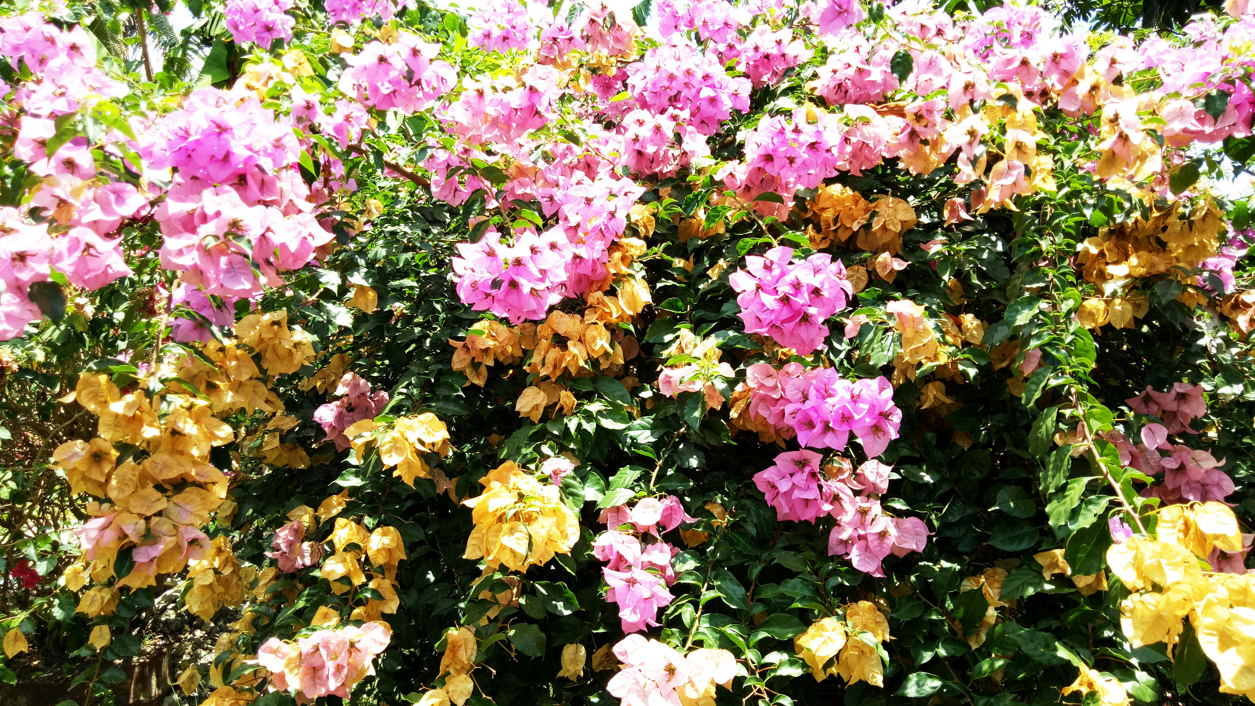 Foto Stok Gratis Tentang Bugenvil Bunga Oranye Bunga Bunga Merah Muda