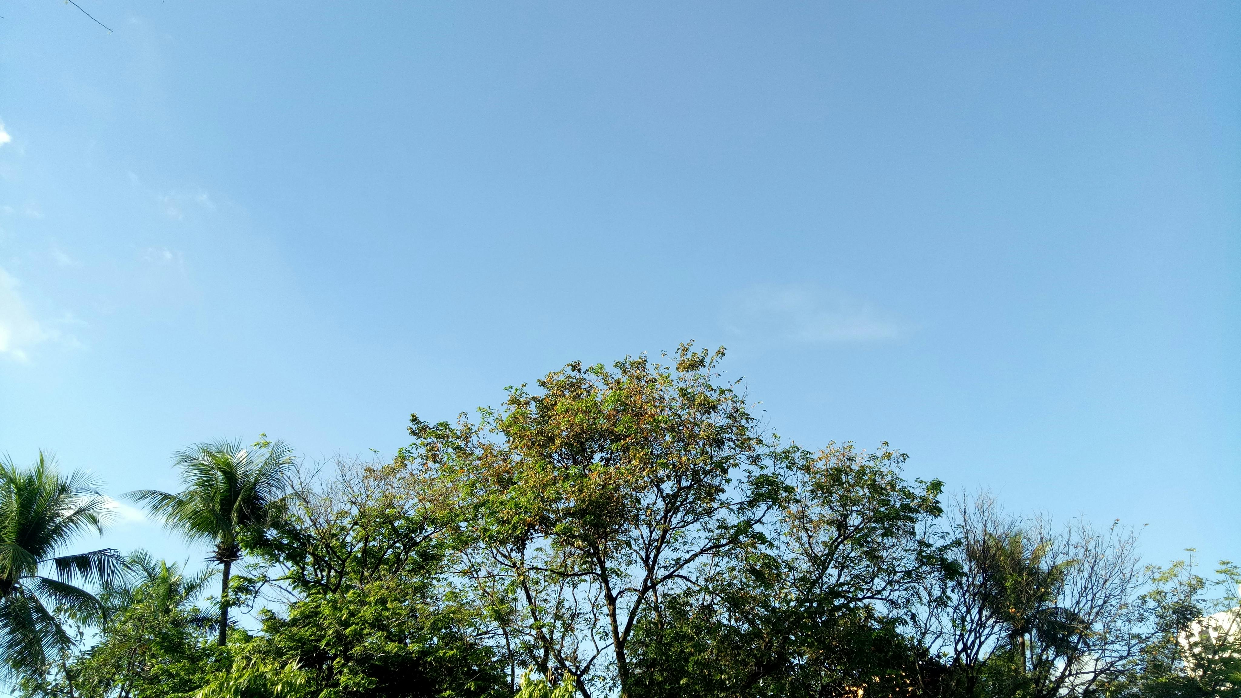 Free stock photo of clear blue sky, clear sky
