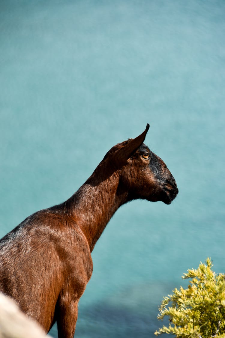 A Brown Anglo Nubian Goat