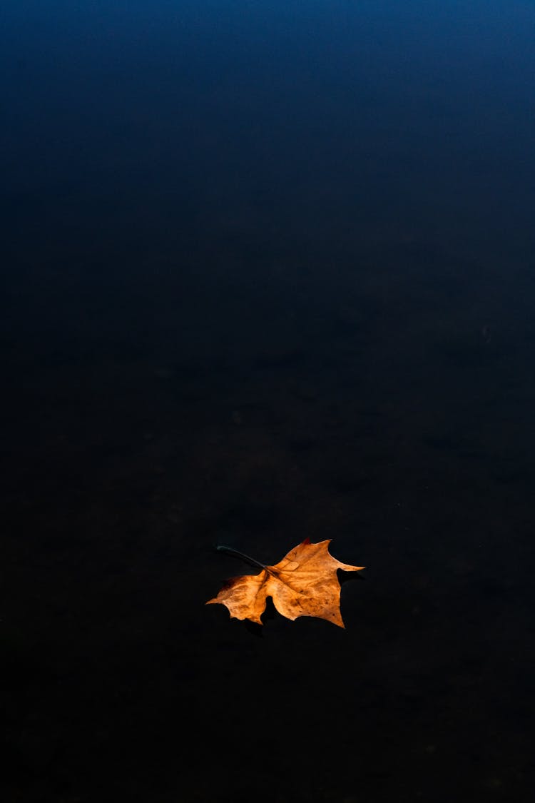 Single Yellow Gold Autumn Leaf