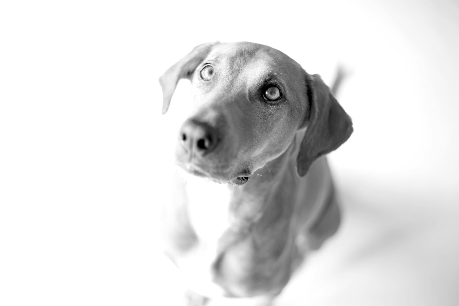 Foto van een Weimaraner in grijsschalen