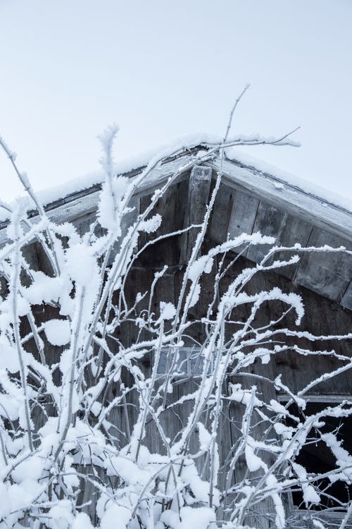 Free Snow-laden branches in front of a rustic cabin roof, capturing a serene winter scene. Stock Photo